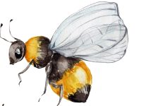 Two bees; watercolor hand draw illustration; with white isolated background